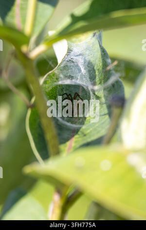 Schwarze Spinne ruht in einem trichterförmigen Netz, das zwischen Wolfsmilchblättern gebaut wurde, umgeben von sanft verschwommener grüner Vegetation in ihrem natürlichen Lebensraum. Stockfoto