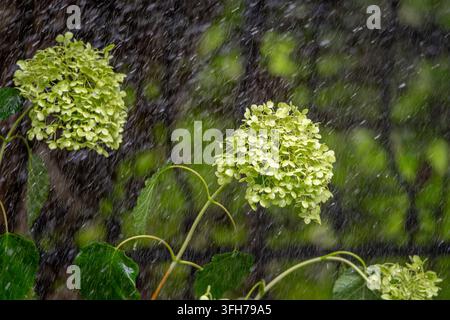 Grüne Hortensienblüten blühen in einem üppigen Sommergarten während eines starken Regenschauers Stockfoto