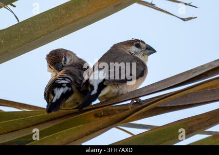 Zwei Indische Silberhähnchen (Euodice malabarica) drängen sich aneinander auf einem Blatt der Dattelpalme vor einem blassen Himmel, Nordküste, Gouvernement Matrouh, Ägypten Stockfoto
