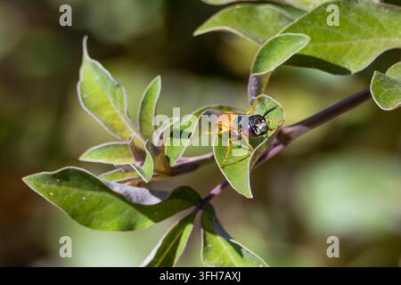 Weiblicher europäischer Bienenwolf (Philanthus triangulum) auf einem Blatt, der das Dreizack-Gesichtszeichen zeigt, Nordküste, Matrouh, Ägypten Stockfoto