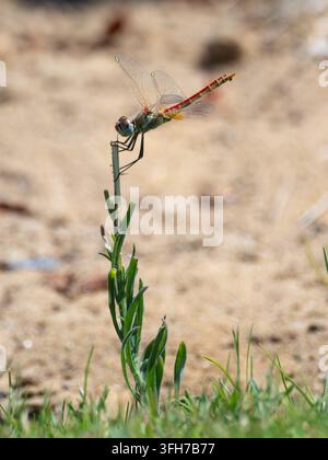 Reifer männlicher Rotader-Möwenfalter oder Nomade (Sympetrum fonscolombii) auf einem Grashalm sitzend, Nordküste, Matrouh, Ägypten Stockfoto