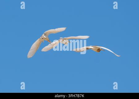 Drei Squacco-Heron (Ardeola ralloides) fliegen gemeinsam vor einem klaren blauen Himmel bei der Wanderung, Nordküste, Matrouh, Ägypten Stockfoto