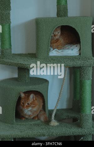 Zwei rote getigerte Katzen ruhen sich in den Kästchen eines plüschigen Katzenbaums zu Hause. Stockfoto