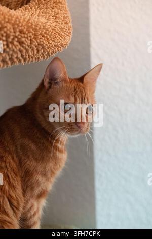 Eine rotbraune getigerte Katze schaut im Profil weg, die Schnurrhaare fangen das Licht ein. Stockfoto