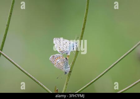 Common Blue (Polyommatus icarus), zwei, paarend, farbenfroh, Nahaufnahme, die Blauen sitzen auf einem Grashalm während sie sich paaren Stockfoto