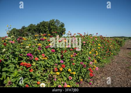 Feld mit bunten Zinnienblumen, die im Sommergarten vor blauem Himmel blühen Stockfoto