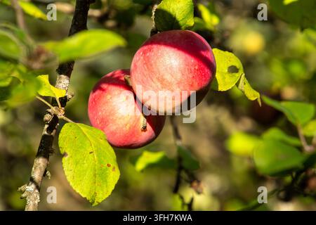 Zwei reife rote Äpfel hängen an einem Ast in einem Obstgarten, beleuchtet von hellem Sonnenlicht. Stockfoto
