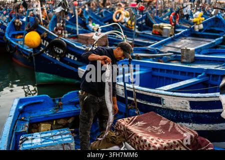 Ein Mann hält einen großen Fisch auf einem blauen Fischerboot, das in einem überfüllten Hafen liegt, der mit vielen ähnlichen Booten gefüllt ist. Stockfoto