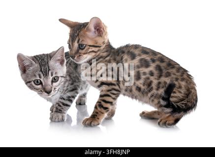 Bengal Katzen vor weißem Hintergrund Stockfoto
