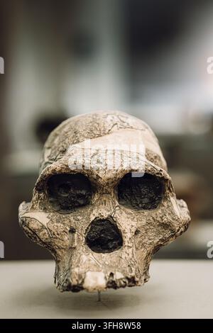 Australopithecus africanus Schädeldruck STS 5, Mrs Ples, Sterkfontein, Südafrika, etwa 2,5 Millionen Jahre alt. Fossiler Schädelabguss von Australopithecus Stockfoto