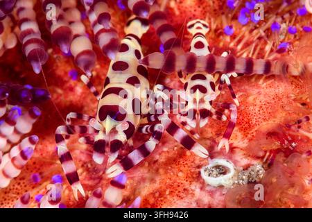 Ein Paar gepaarter Coleman-Garnelen, Periclimenes colemani, Lembeh-Straße, Sulawesi, Indonesien, Pazifik Stockfoto