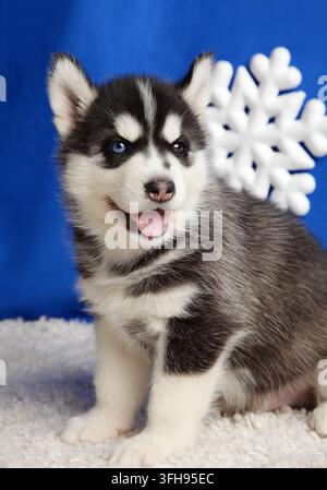 Huskypuppy im Nahaufnahme. Der Hund sitzt und schaut in die Kamera. Porträt auf blauem Hintergrund mit einem Schneeflocke. Stockfoto