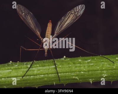 Eine Nahaufnahme einer Kranfliege 'Tipula', auch bekannt als 'Beinläufer' Stockfoto