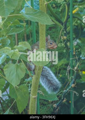 Ein graues Eichhörnchen klettert auf eine riesige Sonnenblume, um sich von ihren Samen zu ernähren Stockfoto