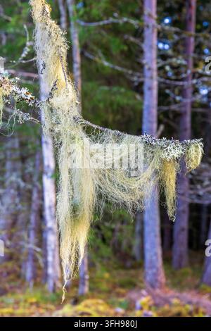 Bartflechten auf einem Ast in einem Wald Stockfoto