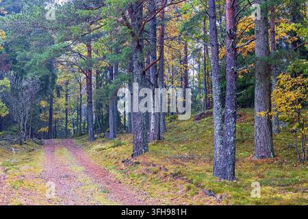 Schotterstraße in einem Mischwald mit wunderschönen Herbstfarben Stockfoto