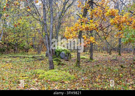 Eichenast mit Blättern in Herbstfarben in einer Waldlandschaft Stockfoto