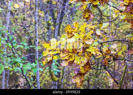 Herbstwald mit gelben Eichenblättern Stockfoto