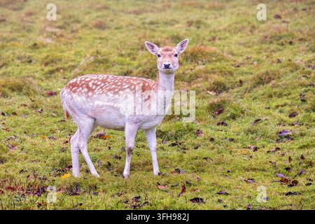 Rehfarn standing auf einer Graswiese Stockfoto