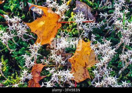 Gefallene Herbstblätter auf dem Boden im Moos Stockfoto