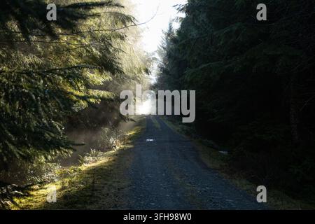 Sonnenlicht strömt durch Nebel und dichte immergrüne Bäume entlang einer ruhigen Schotterstraße durch den Wald. Stockfoto