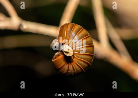Ein wunderschöner südlicher Riesen Pillenwalzer (Sphaerotherium sp) windet sich um einen Zweig in einem Küstenwald in KwaZulu-Natal, Südafrika Stockfoto