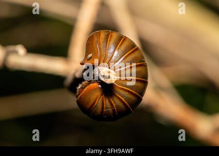 Ein wunderschöner südlicher Riesen Pillenwalzer (Sphaerotherium sp) windet sich um einen Zweig in einem Küstenwald in KwaZulu-Natal, Südafrika Stockfoto