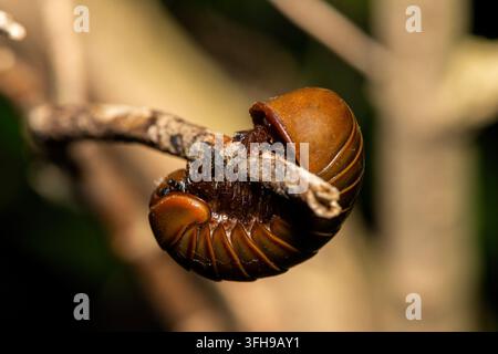 Ein wunderschöner südlicher Riesen Pillenwalzer (Sphaerotherium sp) windet sich um einen Zweig in einem Küstenwald in KwaZulu-Natal, Südafrika Stockfoto