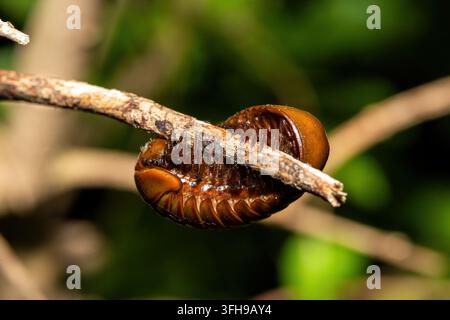 Ein schöner südlicher Riesen Pillenläufer (Sphaerotherium sp) auf einem Zweig in einem Küstenwald in KwaZulu-Natal, Südafrika Stockfoto