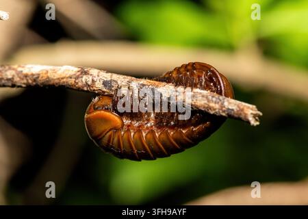 Ein schöner südlicher Riesen Pillenläufer (Sphaerotherium sp) auf einem Zweig in einem Küstenwald in KwaZulu-Natal, Südafrika Stockfoto