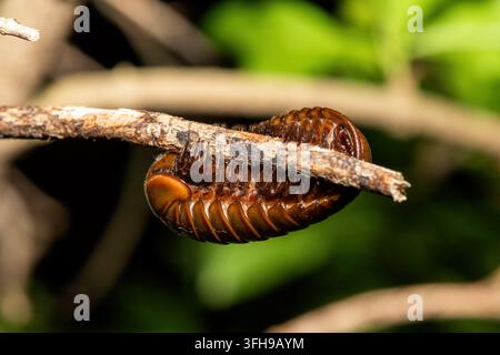 Ein schöner südlicher Riesen Pillenläufer (Sphaerotherium sp) auf einem Zweig in einem Küstenwald in KwaZulu-Natal, Südafrika Stockfoto