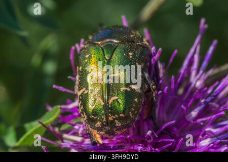 Makroaufnahme eines metallisch grünen Rosenkäfers, Cetonia aurata, der an einer hellvioletten Distelblüte in voller Blüte füttert, mit weichem Hintergrund. Stockfoto