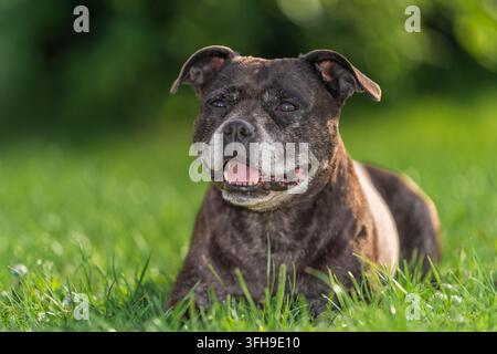 Ein horizontales Nahaufnahmeporträt eines älteren, brindle Staffordshire Bull Terrier Hundes mit grauem Maul, der zufrieden auf einem üppigen grünen Rasen liegt Stockfoto