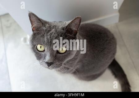Britisch Kurzhaar graue Katze schaut die Kamera im Haus an Stockfoto