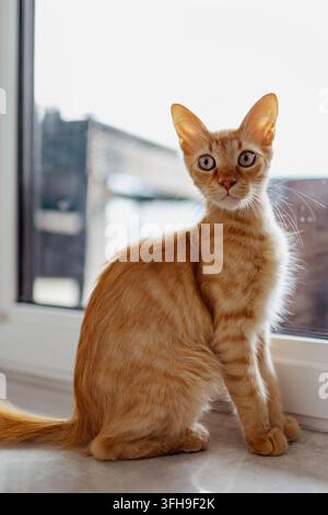 Ingwerkatze sitzt am Fenster drinnen und schaut in die Kamera Stockfoto