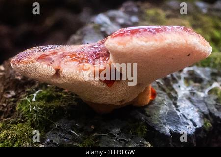 Tropfender Rindersteak-Pilz im Moos Stockfoto