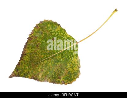 Herbst Blatt isoliert auf weißem Hintergrund Stockfoto