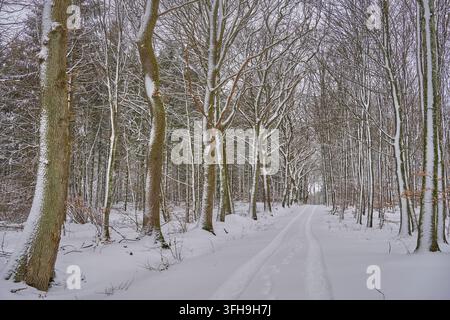 Atmosphärische Winterlandschaft mit frisch gefällten und gestapelten Baumstämmen, die mit frischem Schnee bedeckt sind, in einem stillen Wald. Die frostbedeckten Äste und weiß Stockfoto