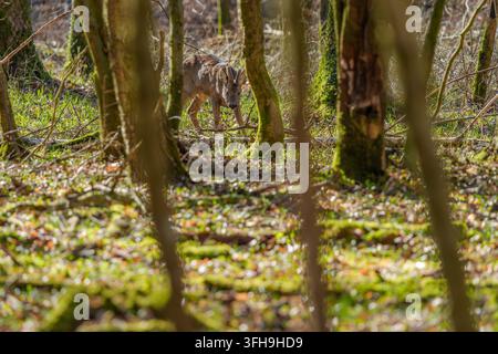 Ein junger Rehbock (Capreolus capreolus) mit kleinen Geweihen geht über einen mit braunen Blättern bedeckten Waldboden an einem sonnigen Frühlingstag. Stockfoto