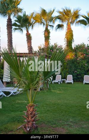 Eine vertikale Aufnahme einer kleinen Fächerpalme, die auf einem gepflegten grünen Rasen in einem tropischen Hotelresort-Garten wächst. Im Hintergrund hohe Palmen mit üppigem Stockfoto