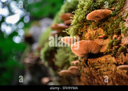 Wildwaldpilze, die auf einem moosbedeckten Baumstamm in einem grünen Wald wachsen Stockfoto