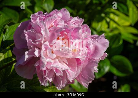 Paeonia lactiflora ‚Hellen‘, eine Pfingstrose mit einer großen, dicht geschichteten Doppelblüte in weichen Rosatönen. Geschwellte Blütenblätter bedeckt mit frischen Wassertropfen Stockfoto