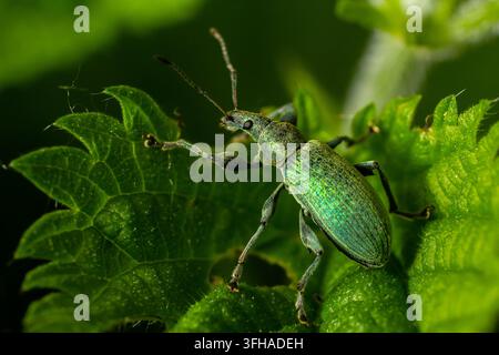 Ein grüner Rüsselkäfer krabbelt auf einem glänzenden, strukturierten Blatt, umgeben von lebhaftem grünem Laub in einem Garten im späten Nachmittagslicht, das die Naturintimität zur Schau stellt Stockfoto