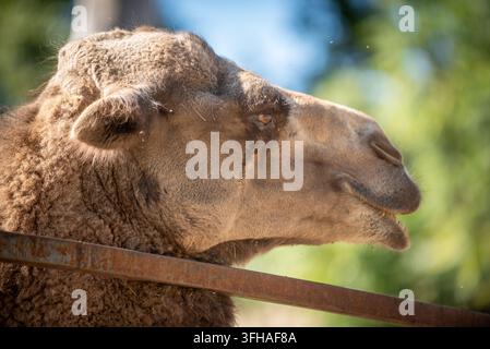 Eine ruhige Nahaufnahme des Gesichts eines Kamels im Zoo von Tbilissi in Tbilissi, Georgien, am 9. September 2026 Stockfoto
