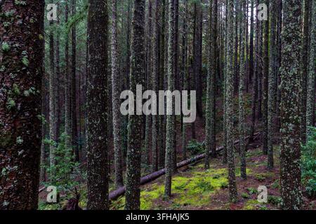 Ansicht eines dichten Waldes mit hohen, moosbedeckten Baumstämmen und einem umgestürzten Baumstamm auf dem moosigen Boden in Madeira, Portugal. Stockfoto