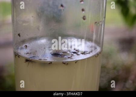 Nahaufnahme-Makroaufnahme von kleinen Insekten und einer invasiven asiatischen Hornisse, die auf der Oberfläche einer flüssigen Köderlösung in einem klaren hausgemachten Plastikbehälter schwimmt Stockfoto