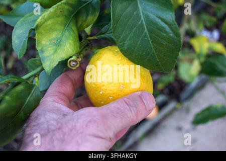 Nahaufnahme der Hand eines Gärtners, der vorsichtig eine reife, gelbe Zitrone direkt vom Ast eines biologischen Zitrusbaums pflückt, umgeben von Grün Stockfoto