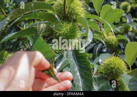 Eine Nahaufnahme einer Hand, die sanft eine grüne, stachelige Kastaniendornenfrucht berührt, die an einem belaubten Ast in der Landschaft wächst Stockfoto