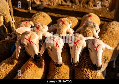 Eine Gruppe von Schafen mit roten Markierungen auf dem Kopf stehen zusammen in einem staubigen Außenbereich. Stockfoto