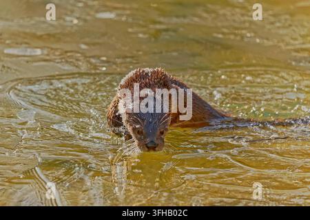 Der nordamerikanische Biberotter (Lontra canadensis), auch bekannt als nördlicher Biberotter oder gewöhnlicher Otter Stockfoto